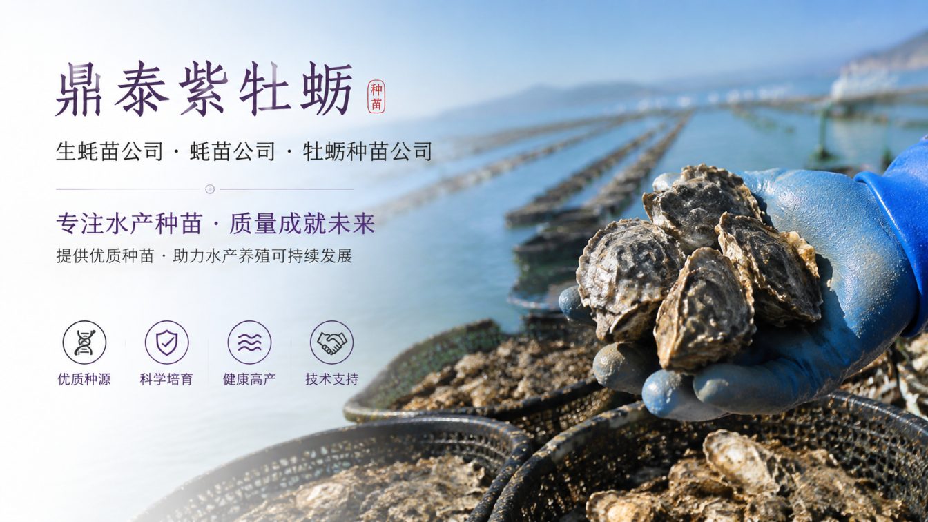 六盘水为南北养殖场提供三倍体生蚝苗方案